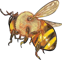 Illustration abeille Le Rucher de Gwadloup