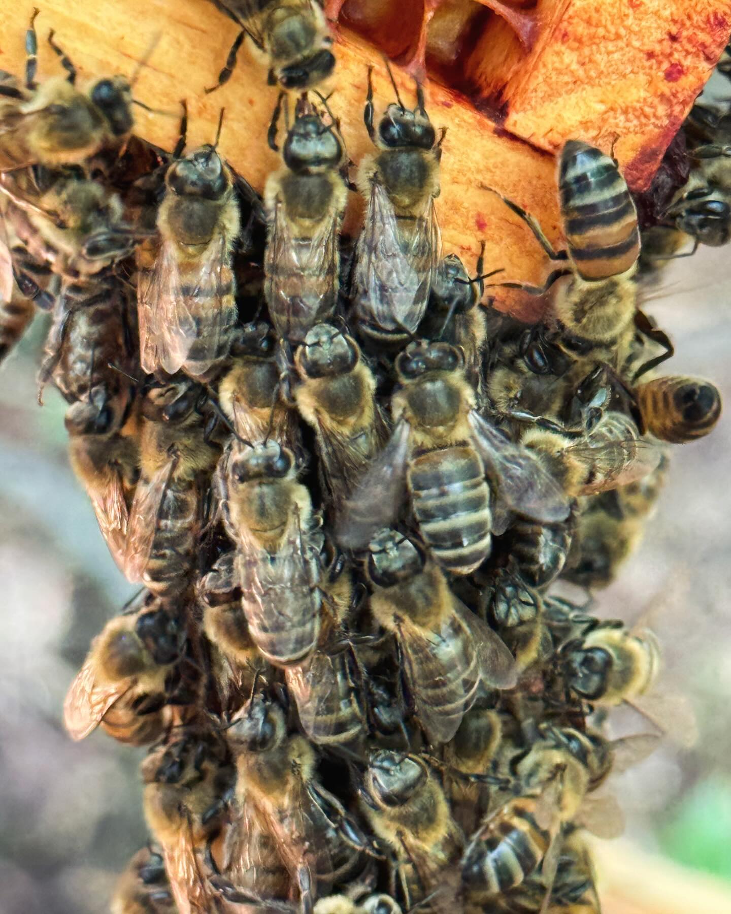 Photo Instagram Le Rucher de Gwadloup - Produits de la ruche