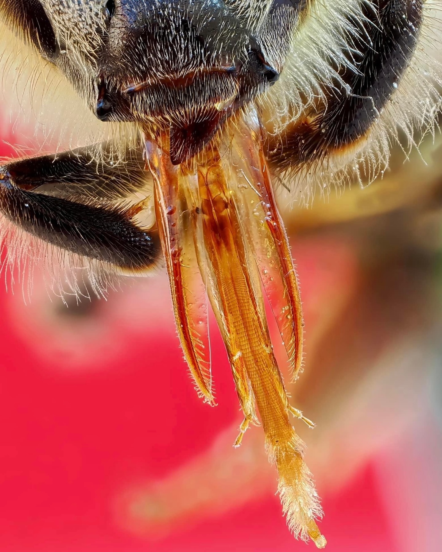 Photo Instagram Le Rucher de Gwadloup - Nathan apiculteur